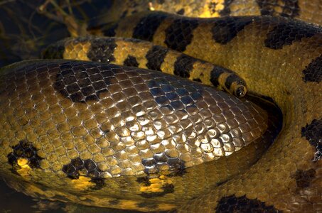Constrictor dangerous jungle