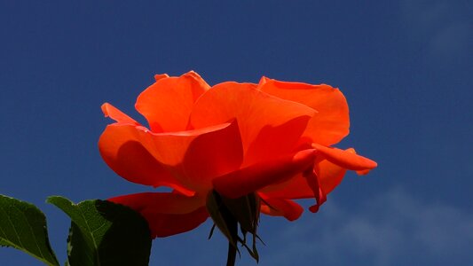 Bloom flower orange rose photo
