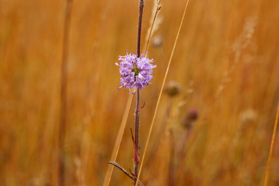 Flower nature october