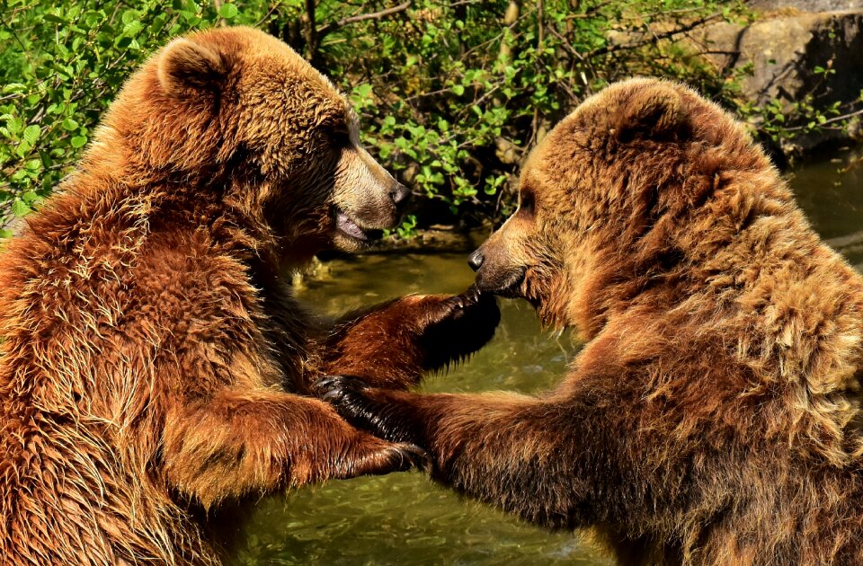 Funny brown bear nature park
