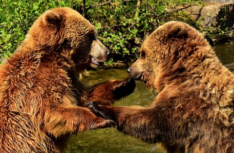 Funny brown bear nature park