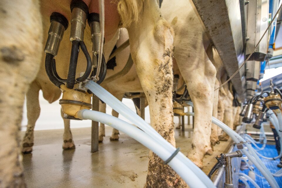 Vollmilch agriculture farm