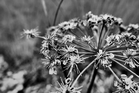 Autumn plant nature