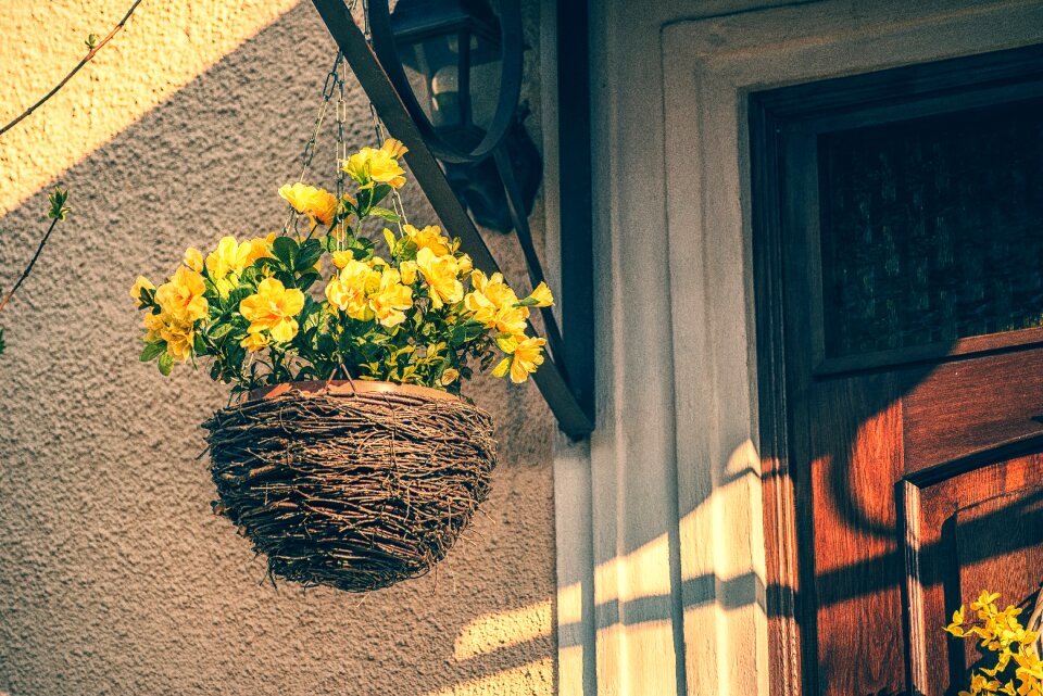 Flowers pot outdoor