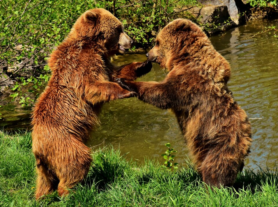 Funny brown bear nature park