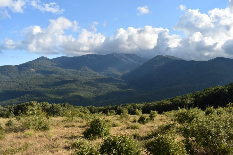 Crimea forests trees