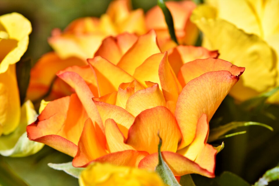 Bloom rose bloom flower