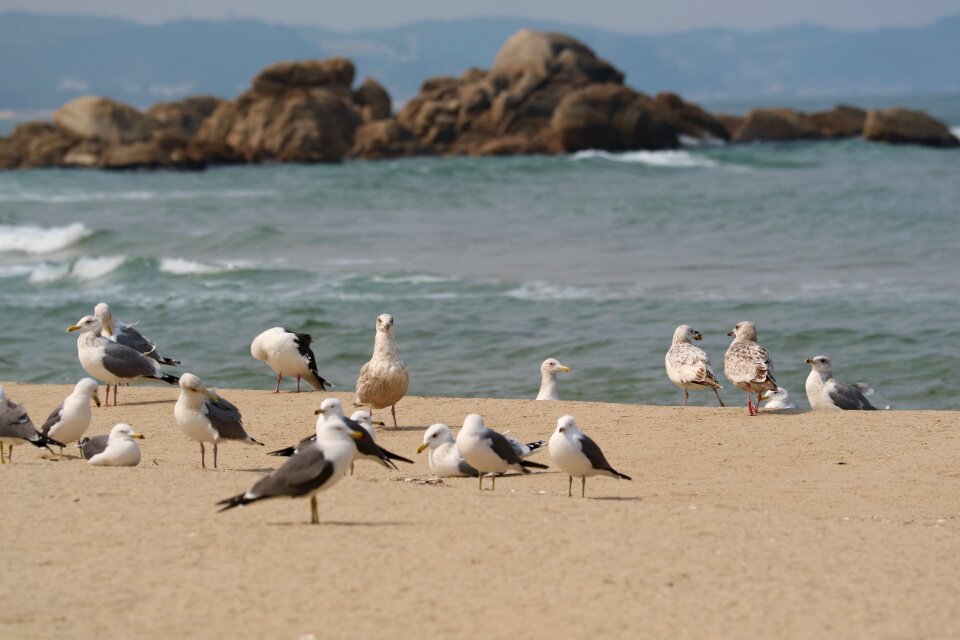Sand to the beach seagull Free photos