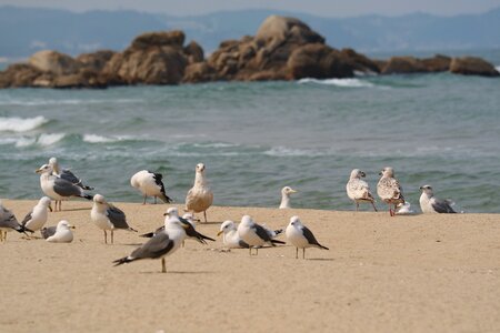 Sand to the beach seagull Free photos photo