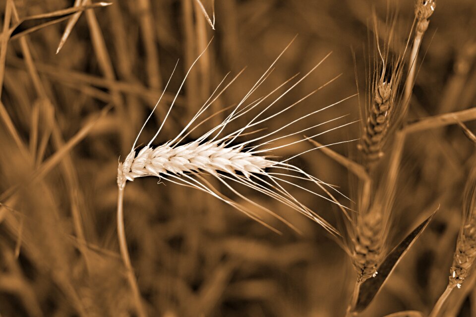 The grain nature klas