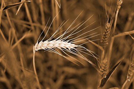 The grain nature klas
