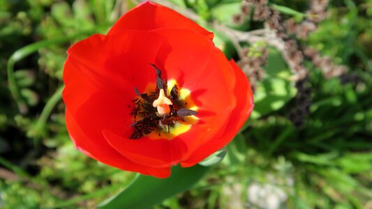 Tulips the colors of spring Free photos