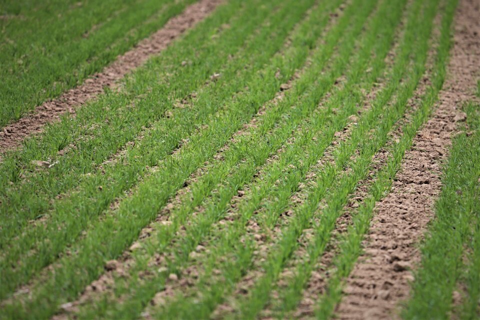 Food agriculture autumn