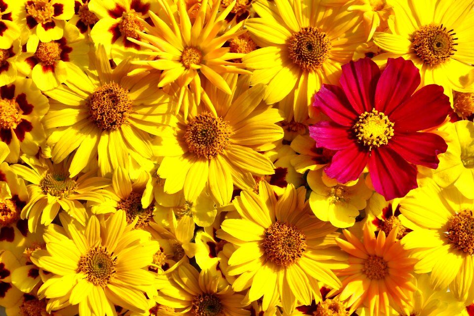 Yellow pink greeting