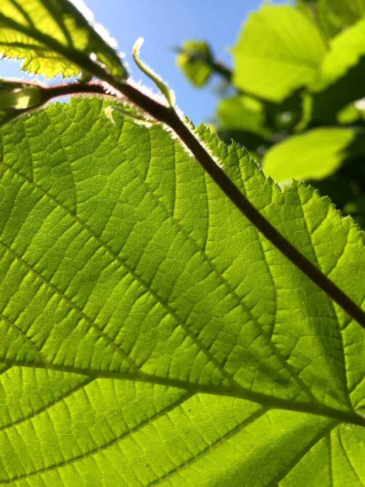 Green blue sky