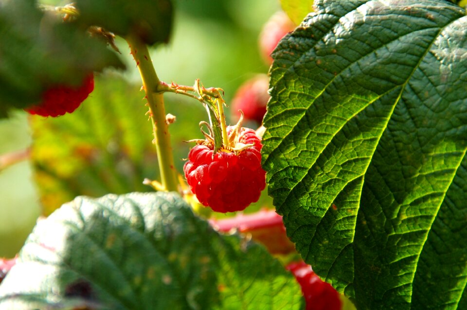 Bush vitamins healthy