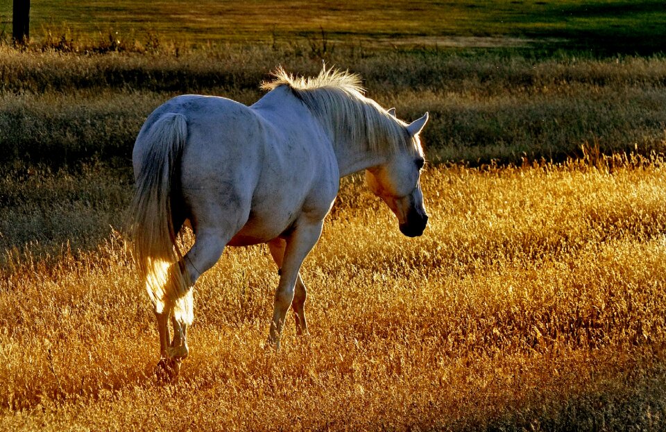 Animal grass sunset