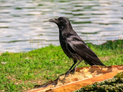 Crow birds animal