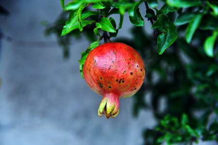 Red vitamin food