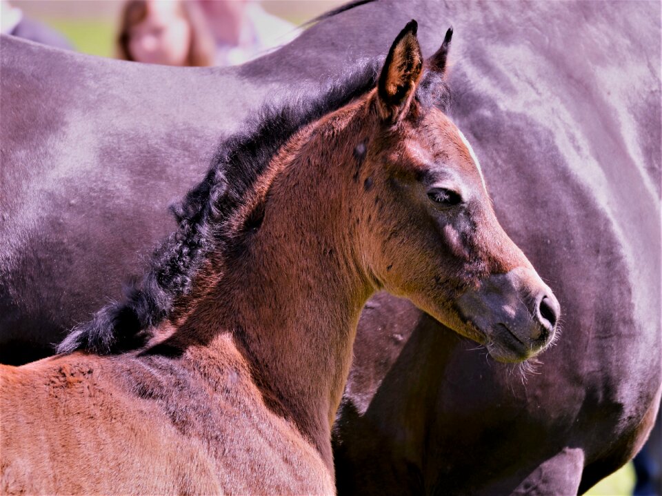 Arabs stud pferdeportrait