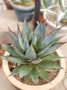 Flora agave spine photo