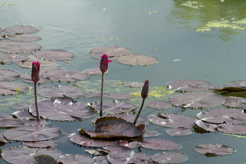 Lotus leaf nature aquatic plants