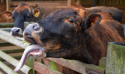 Cattle agriculture tongue