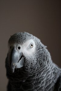 African grey bird portrait
