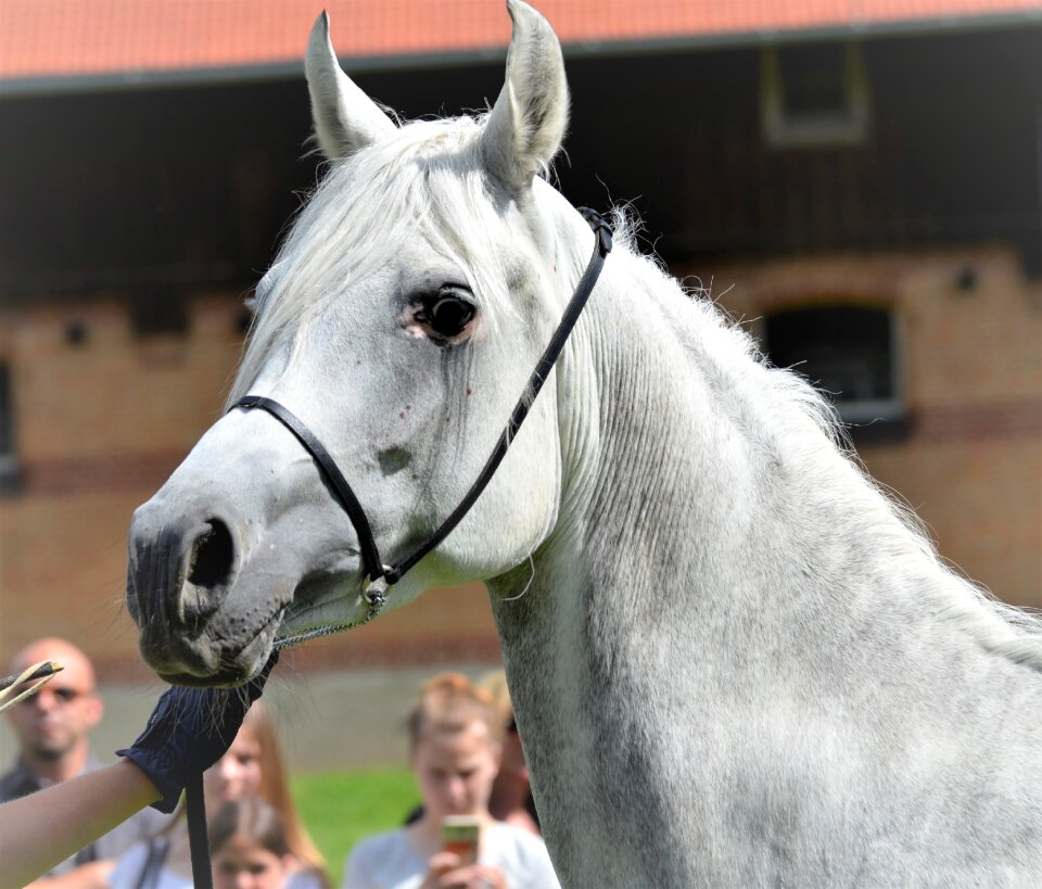 Arabs stud pferdeportrait