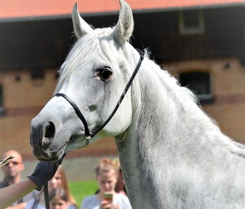 Arabs stud pferdeportrait photo