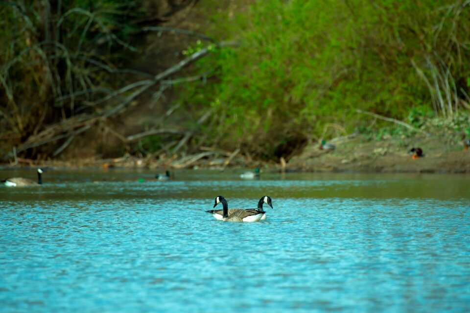 Nature wild wildlife