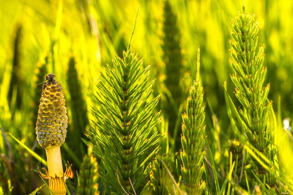 Cattail equisetum arvense green