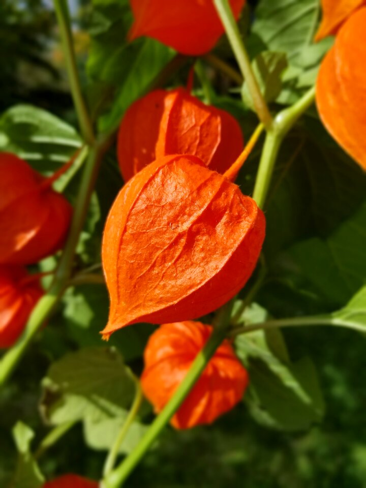 Leaves vine close up