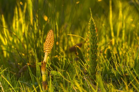 Cattail equisetum arvense green photo