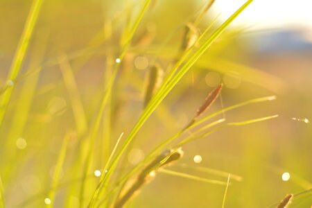Grass plant rosa
