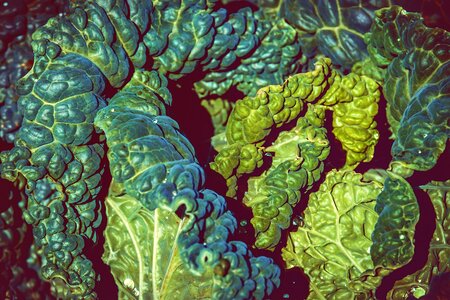 Edible savoy cabbage green