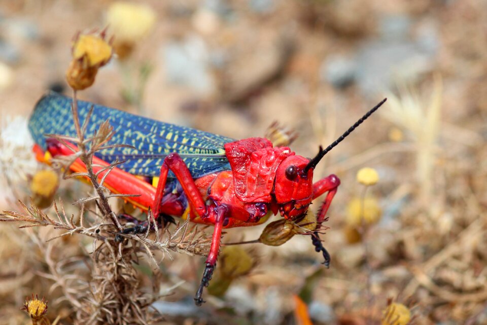 Bug locusts landscape