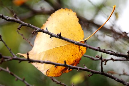 Autumn nature outdoor photo