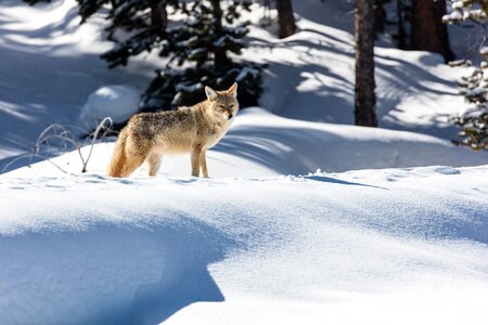 Snow predator wilderness photo