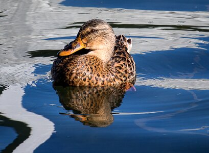 Duck bird swim bird