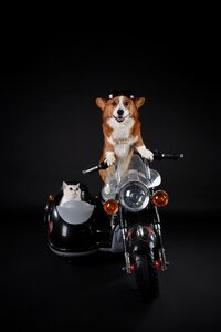 Pets dog Free photos