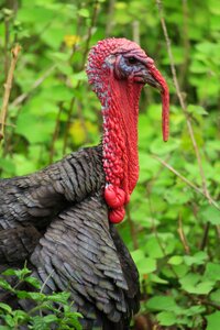 Species turkeys poultry