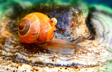 Snails mushroom hub