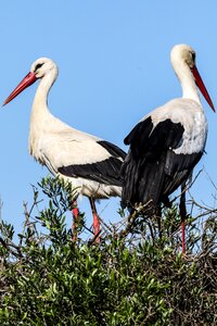 White stork birding stork