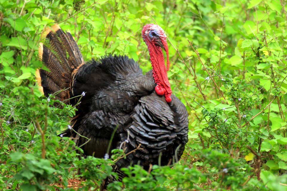 Turkey bird species