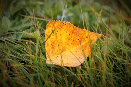 Autumn nature outdoor photo