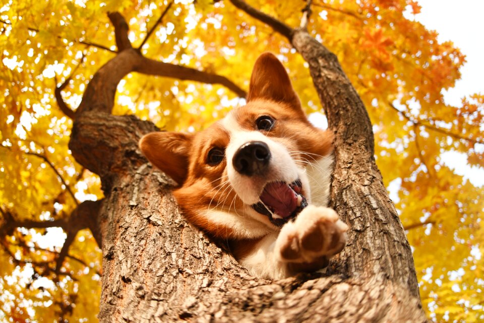 Pets dog Free photos