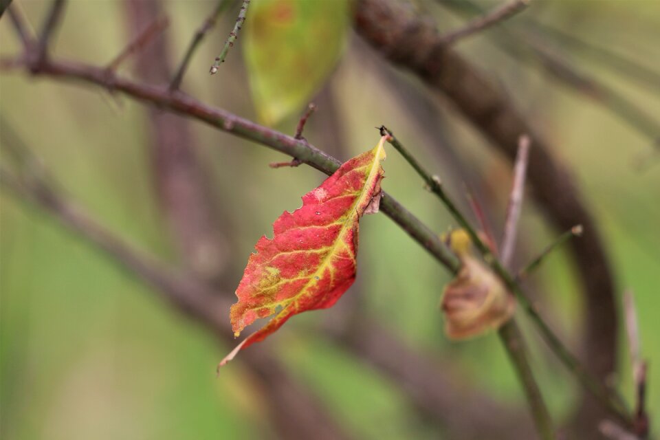 Foliage autumn nature