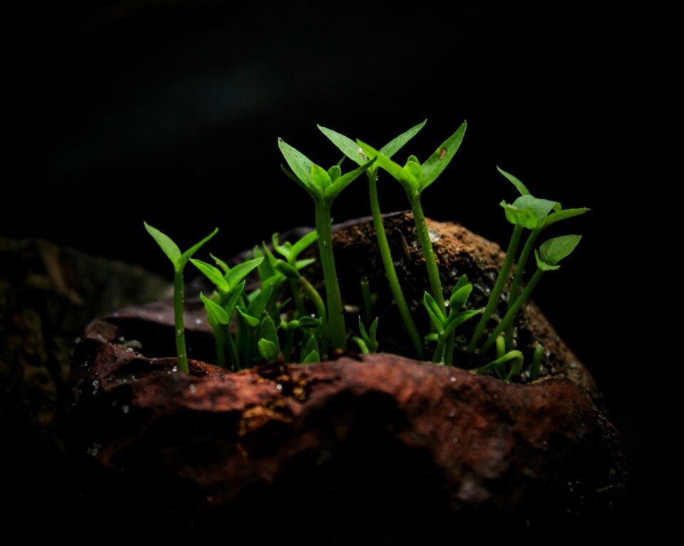 Leaf green environment