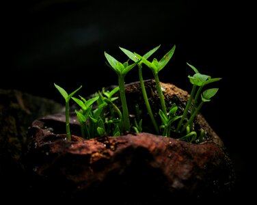 Leaf green environment
